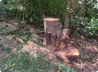 Assessment of tree health issues in Louisa County and surrounding areas.
