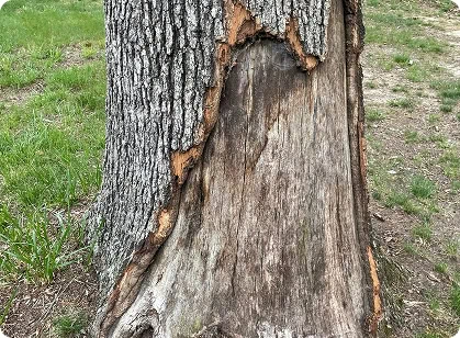 Expert tree removal services in Louisa, VA for safe and professional care.
