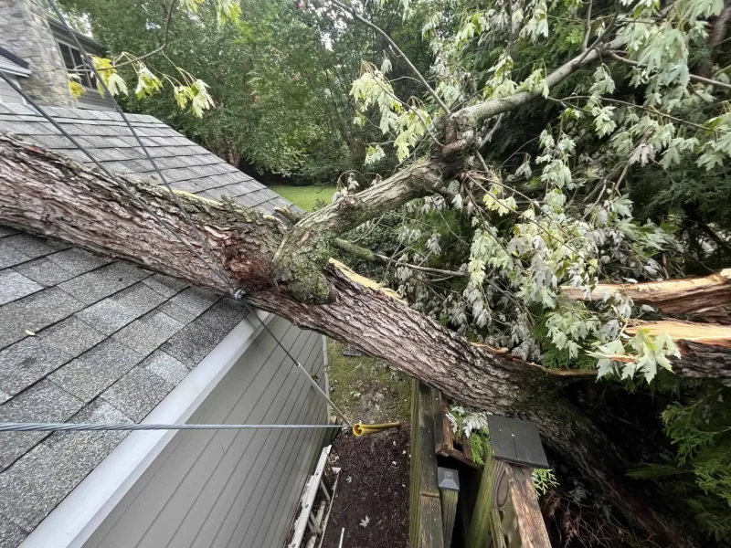 Expert tree trimming and removal services in Bucks County, ensuring property safety and care.