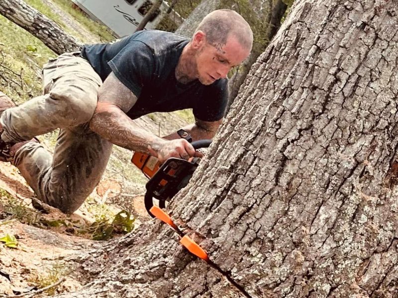 Expert arborist assessing tree health and providing consultation in Hanover County.
