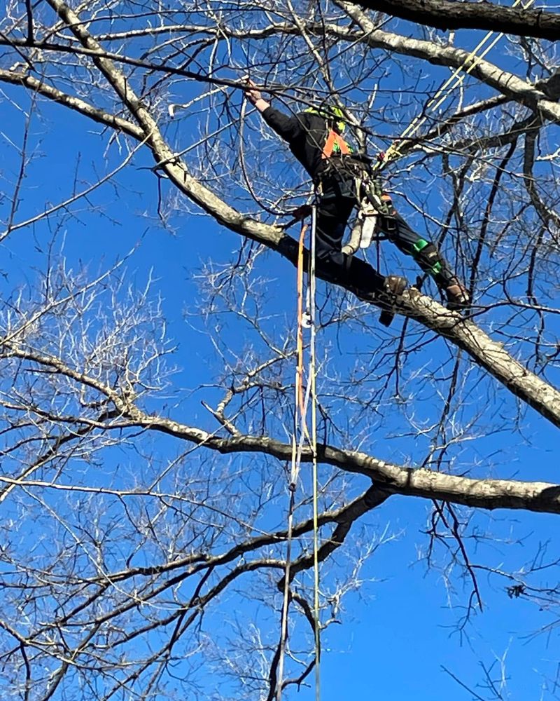 Consultation with a certified arborist for tree care in surrounding Virginia communities.