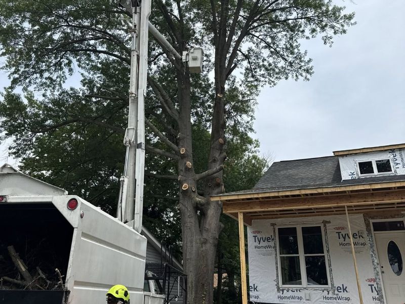 Visual representation of tree damage caused by construction activities.