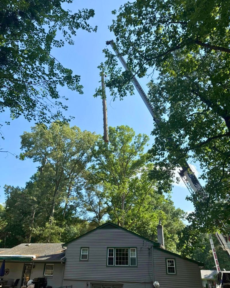 Crane-assisted tree removal for large trees near structures in Virginia.