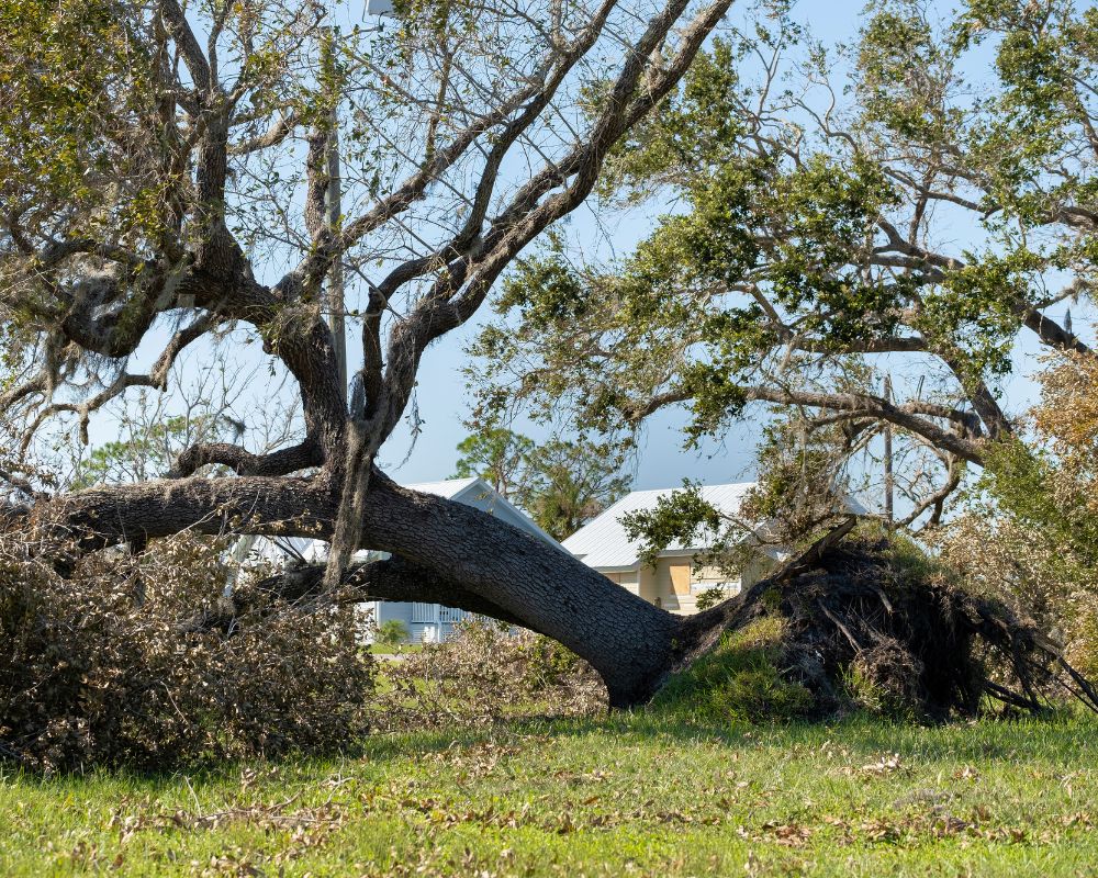 Expert tree removal in Louisa, VA, providing safe and reliable tree care.