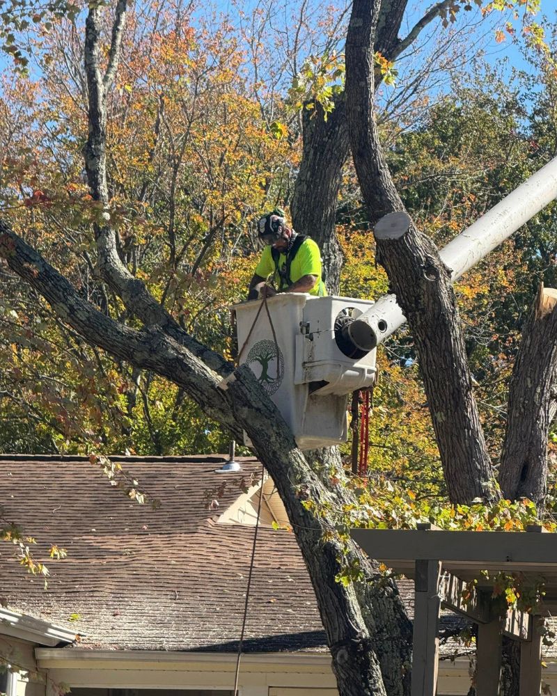 Emergency tree removal service addressing hazardous tree situations in Goochland County.