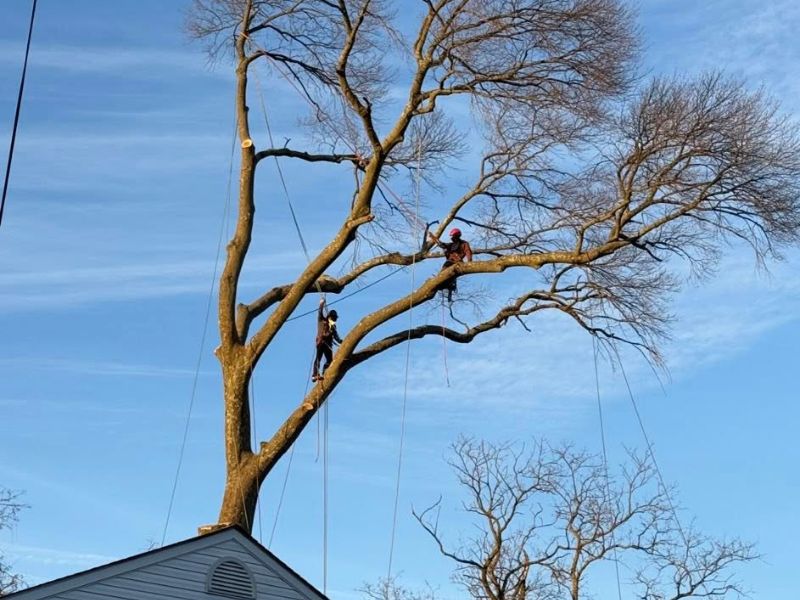 Storm cleanup service by Woodchuck Lawn & Tree in Louisa County area.