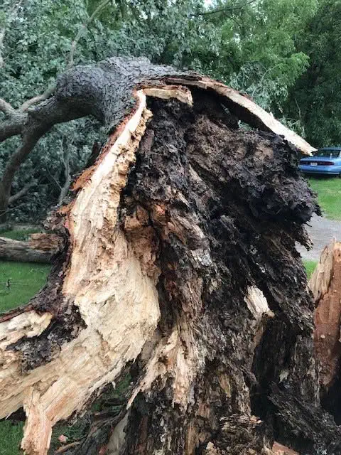 Visual representation of hazardous tree removal services in Virginia.