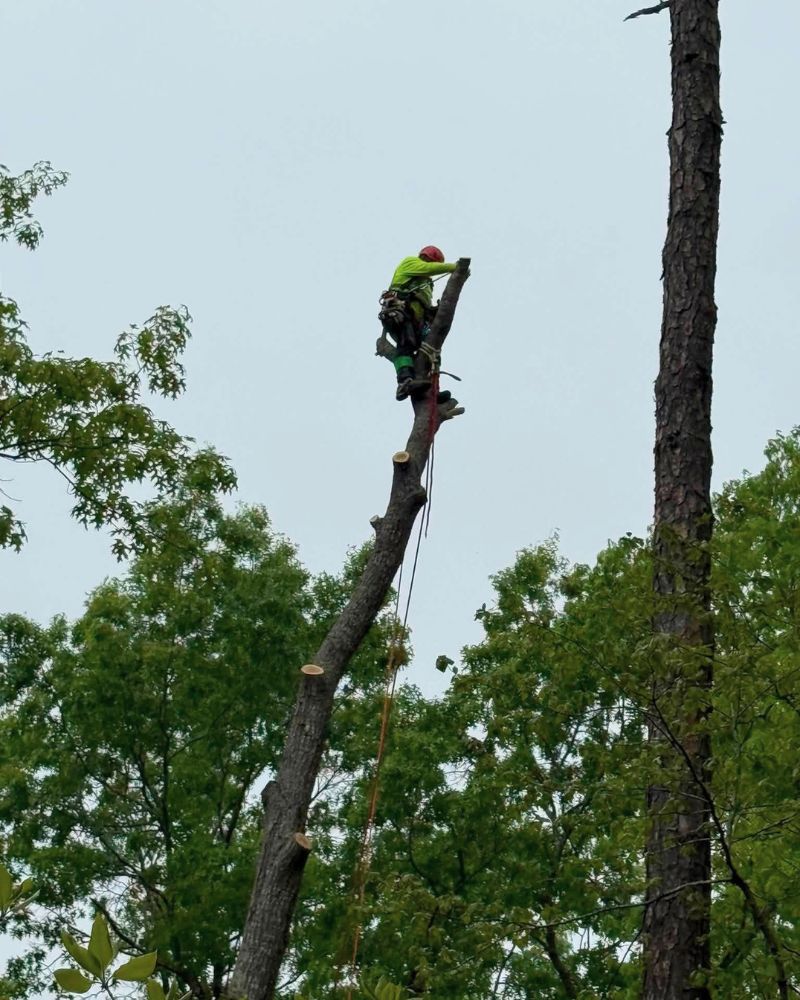 Professional hazardous limb removal service ensuring safety in Goochland County.