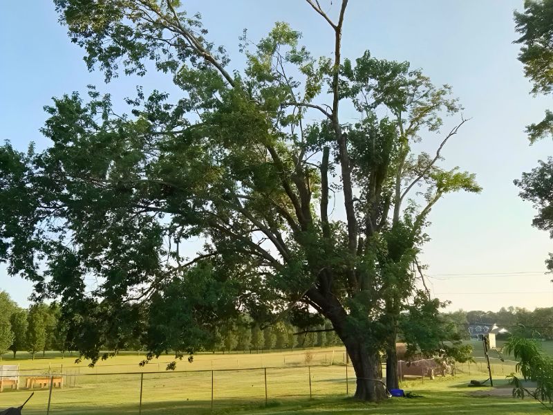 Professional team safely removing a large tree near residential structures in Virginia.