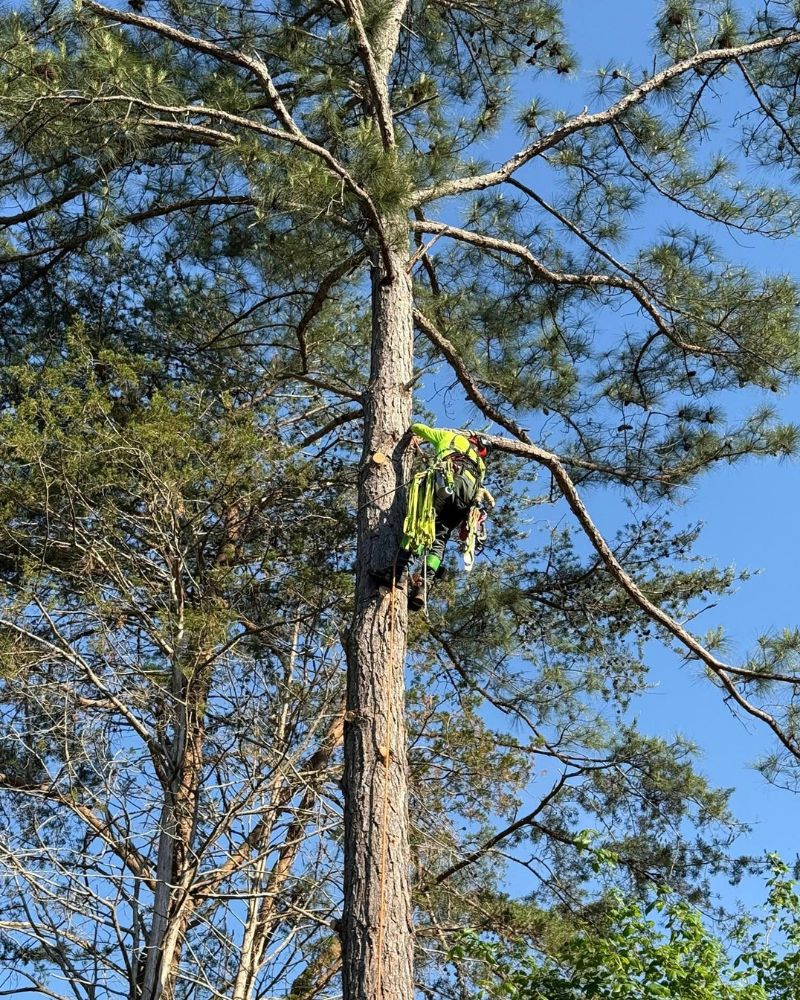 Expert team executing controlled removal of a large tree in a residential area.
