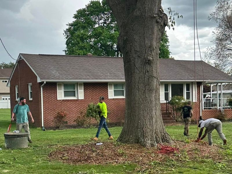 Professional tree lightning protection system safeguarding trees from lightning damage in Virginia.