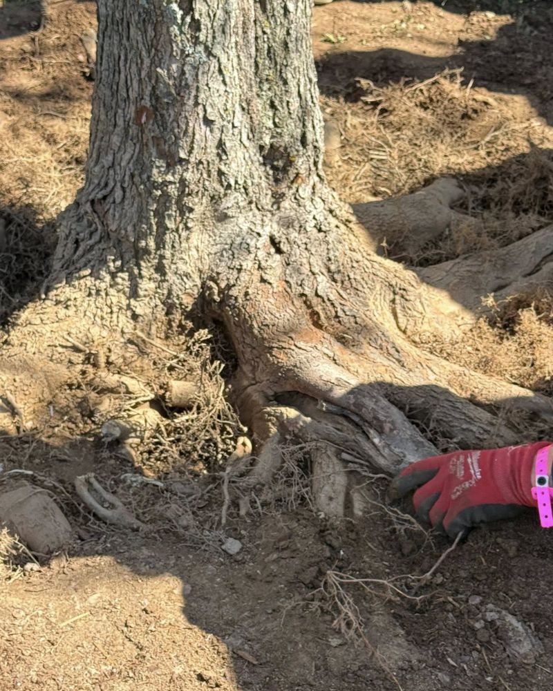 Assessment of tree and plant health issues in Louisa and Goochland counties.