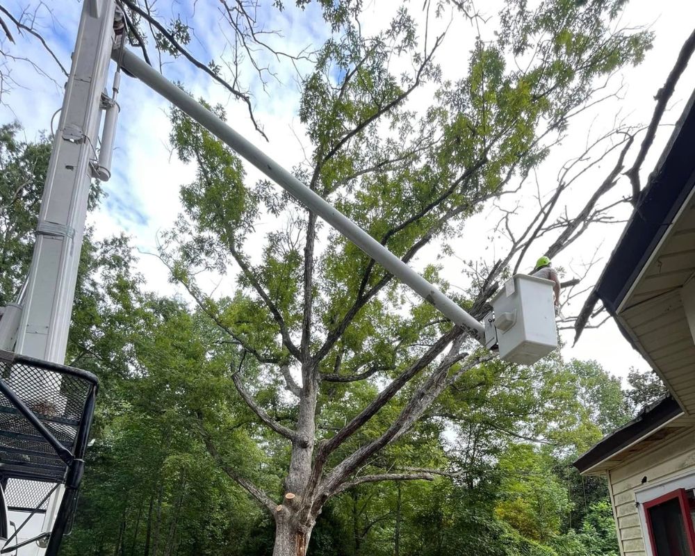 Precision tree pruning to promote healthy growth and structural integrity.