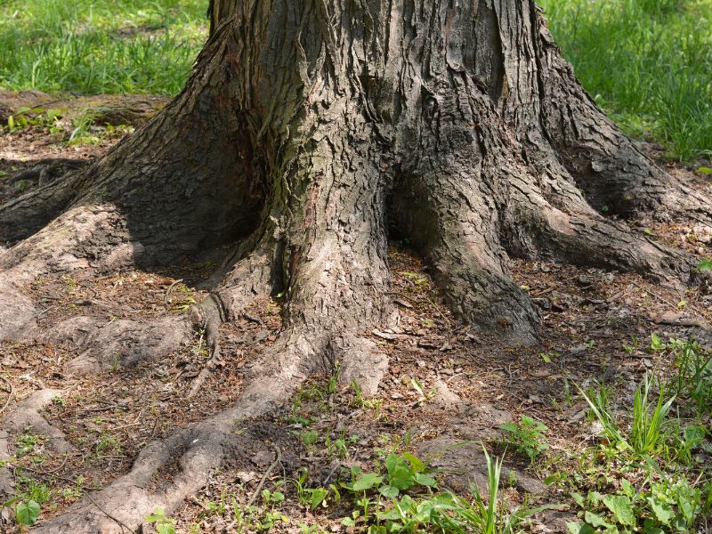 Tree root collar excavation service for improving tree health and stability.