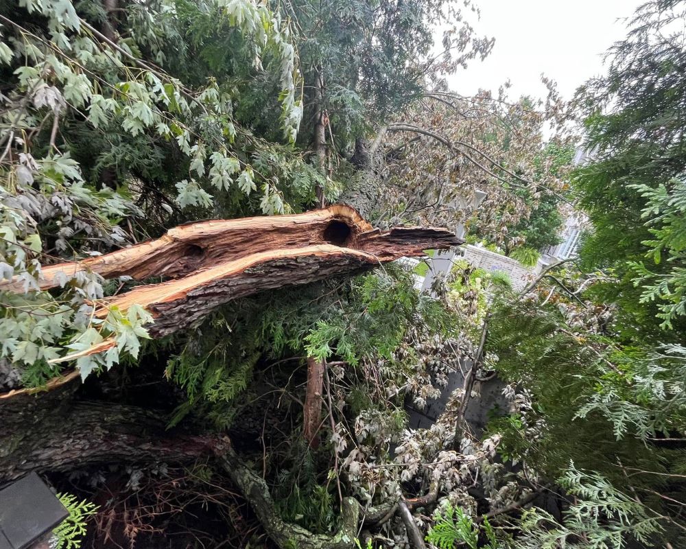 Team providing storm assistance for fallen trees in Hanover County, Virginia.