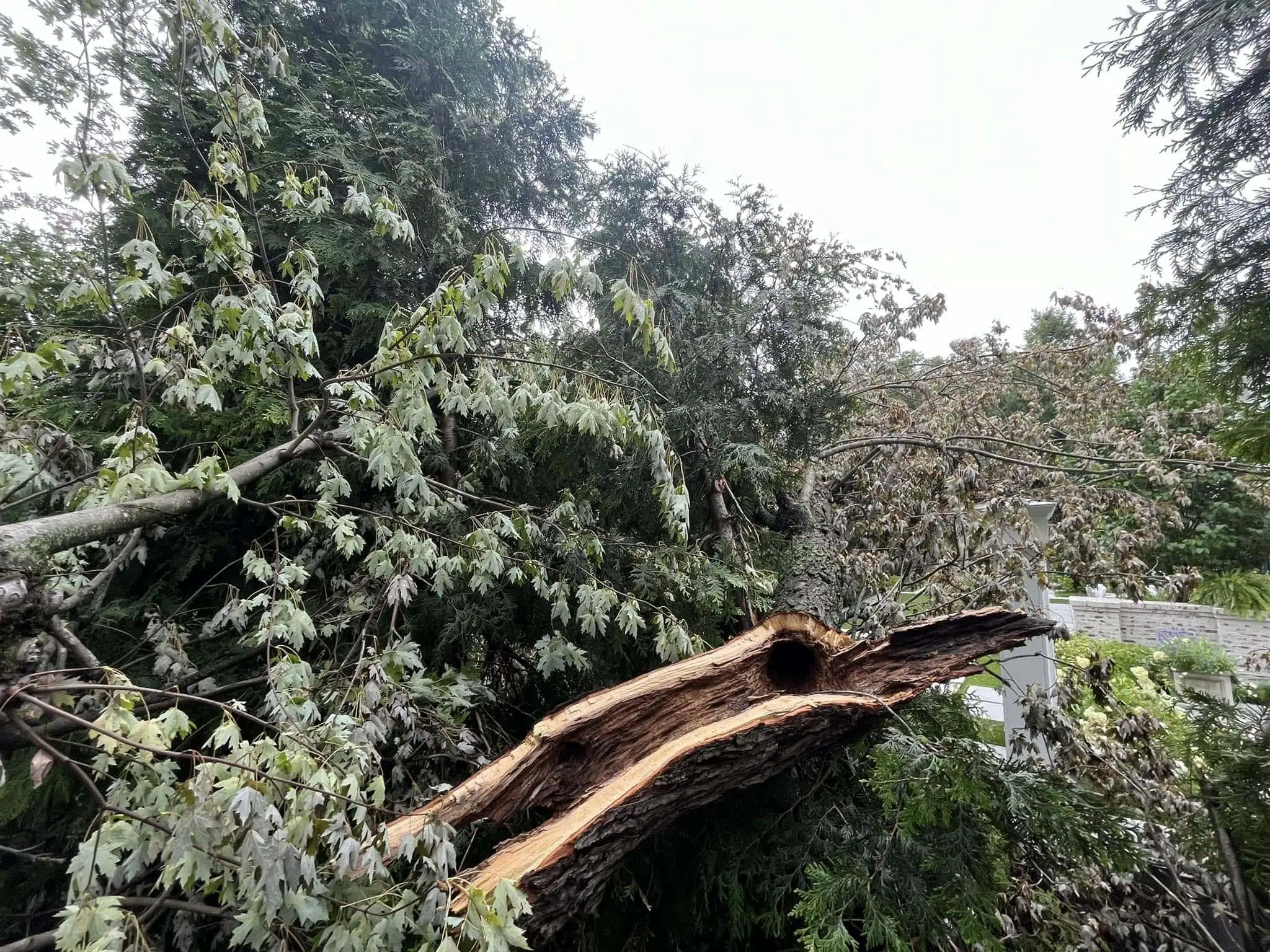 Tree Removal in Montpelier, VA