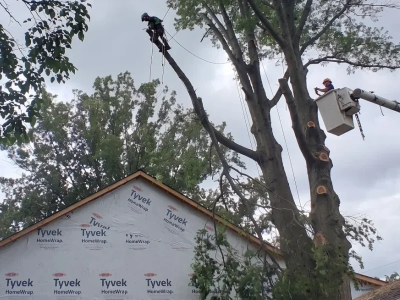 Expert tree trimming enhancing the structure and longevity of trees in Virginia.