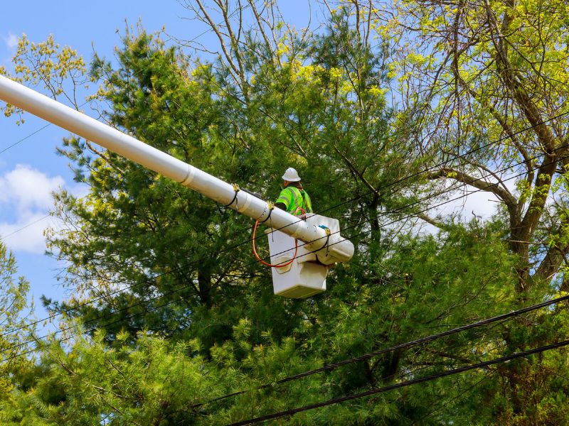 Expert tree pruning techniques for improved safety and long-term tree health.