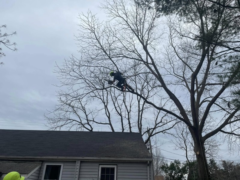 Expert tree removal services in Goochland County for damaged or unstable trees.