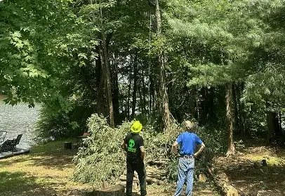 Identifying risks from unstable trees in residential areas for safe removal.
