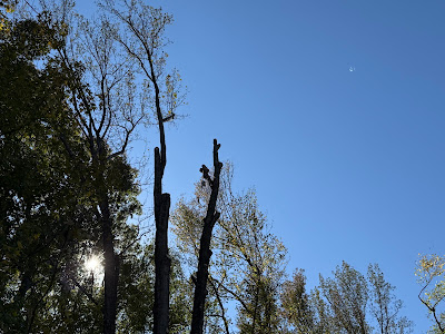 Professional tree removal service ensuring safety and communication in Louisa County, VA.
