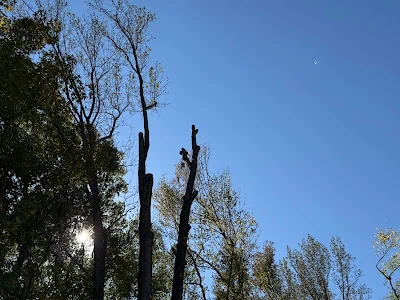 Safe hazardous limb removal service ensuring tree safety in Virginia.