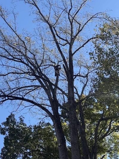 Outstanding and Safe Tree Removal Service with Professional Communication in Louisa County, VA | Woodchuck Lawn and Tree LLC