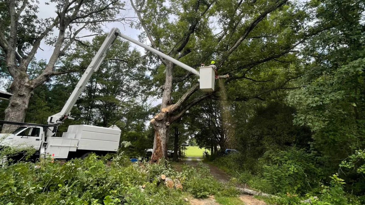 Woodchuck Lawn and Tree LLC crew assessing storm damaged tree in Louisa County Virginia