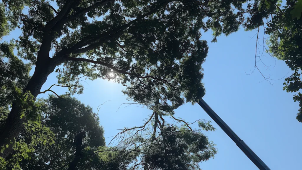 Hazardous tree removal in Bumpass VA with safe crew operations and complete property cleanup