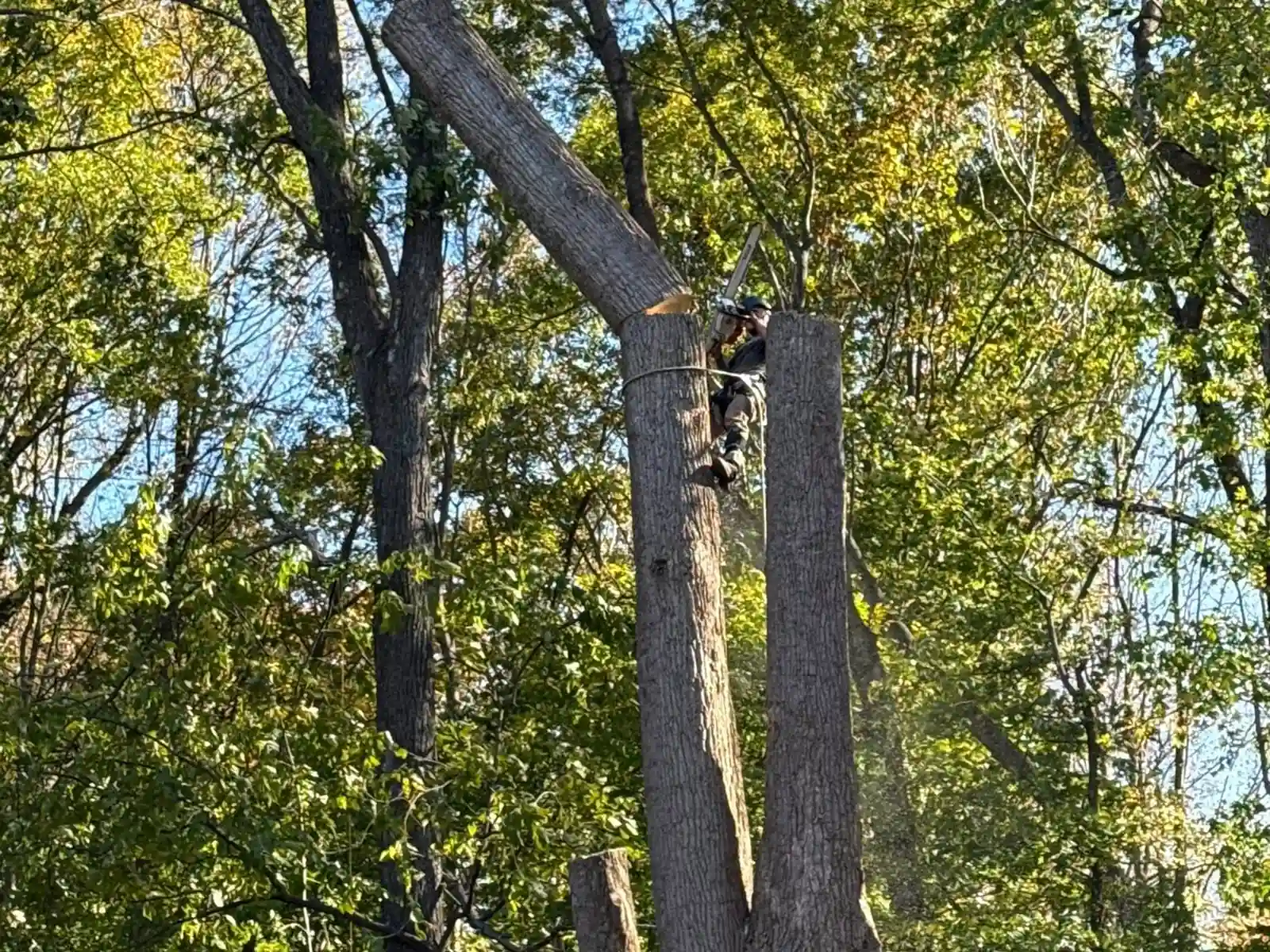 Professional land clearing and tree removal in Bumpass VA with property cleanup